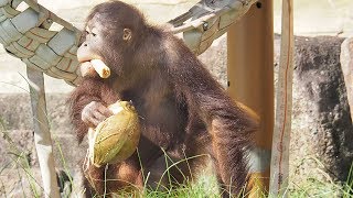 最初にヤシの実をゲットしたチェリアちゃん・オランウータン