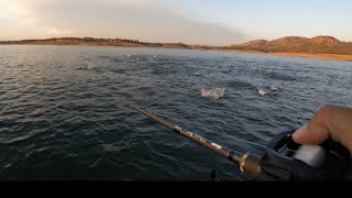 Best Striper Fishing Boils (Topwater Blowups!)