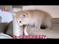 带新来的小奶猫上楼去见未来的猫媳妇，看看谁对这个小老公态度好