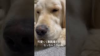 お眠ちゃん#ゴールデンレトリバー #可愛い #青森県 #愛犬 #眠い