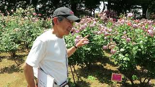 【2/2】20230517ばら園ガイドツアー（主催：中央区ばらサポーター/於：与野公園）