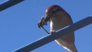 閲覧注意！モズの捕食