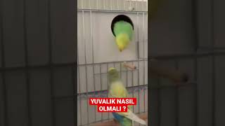 MUHABBET KUŞU YUVALIK NASIL OLMALI ? #muhabbetkuşu #budgie #fyp