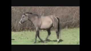 GRULLA- Gorgeous Half-Arab 4 SALE/SOLD