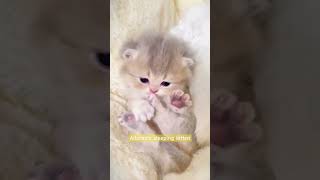 Adorable cute sleeping kitten with clam sleeping music #cute #kitten #cat #sleepy