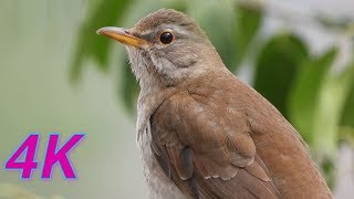 [かわいい野鳥を4K撮影]_シロハラ / Pale Thrush_[BIRD VIDEO in 4K]