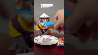 monkey baby happy with POP it candy  #monkey #animal