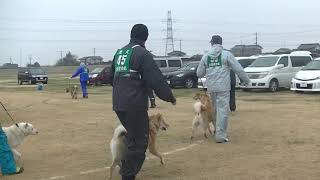 北海道犬保存会　関東連合支部展覧会　成犬牡組　特良１席　辰