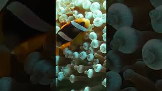 yellowtail clownfish #naturefeel #viralshorts #viral #shorts