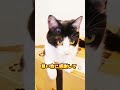 僕は猫で君は人間♪【にゃんにゃんにゃん】 shorts ねこ 猫動画 癒し cat