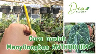 Cara Mudah Menyilangkan ANTHURIUM (Kuping Gajah)