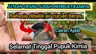 Cuma 3 bahan sederhana bisa mengalahkan pupuk kimia sekaligus❗