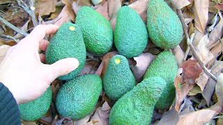 【アボカド収穫】種から育てたアボカドが収穫出来た！たくさん採れました♪【Avocado Harvesting】