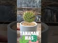 Tanaman Kaktus Hias 18