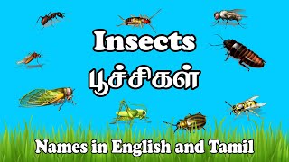 பூச்சிகளின் பெயர்கள்| Poochigal name in Tamil | Learn insect names in Tamil and English for Kids