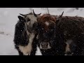 the last family standing in the snowy talesh forests iran