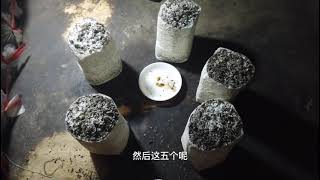 金针菇的种子长这样你知道？实拍金针菇种植过程，网友：开眼界了