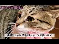 【猫】放っておくと危険な猫の腫瘍について🐱