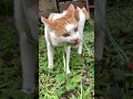 今日も元気に朝さんぽ 猫のいる暮らし 猫の散歩