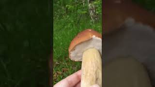 L'unico Funghi Porcini 2023 #funghiporcini #белыегрибы #boletusedulis #2023 #grzyby #borowiki #hribi