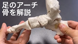 足のアーチの骨の解剖学を解説してみた