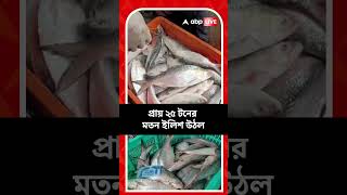 অবশেষে মিলল সুখবর। এই মরশুমের প্রথম ইলিশ পাওয়া গেল দিঘা মোহনায়।