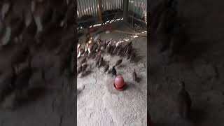 তিতির মুরগির নতুন খামার আমার 🐣🐣🐣🐣🐣🐣🐔