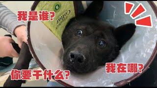 猛男田园犬螃蟹入院治疗，成了主人怀里的乖宝宝！