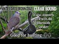 White eared-brown Dove sounds | Huni nang Katiang alimokon.@manhunter3410