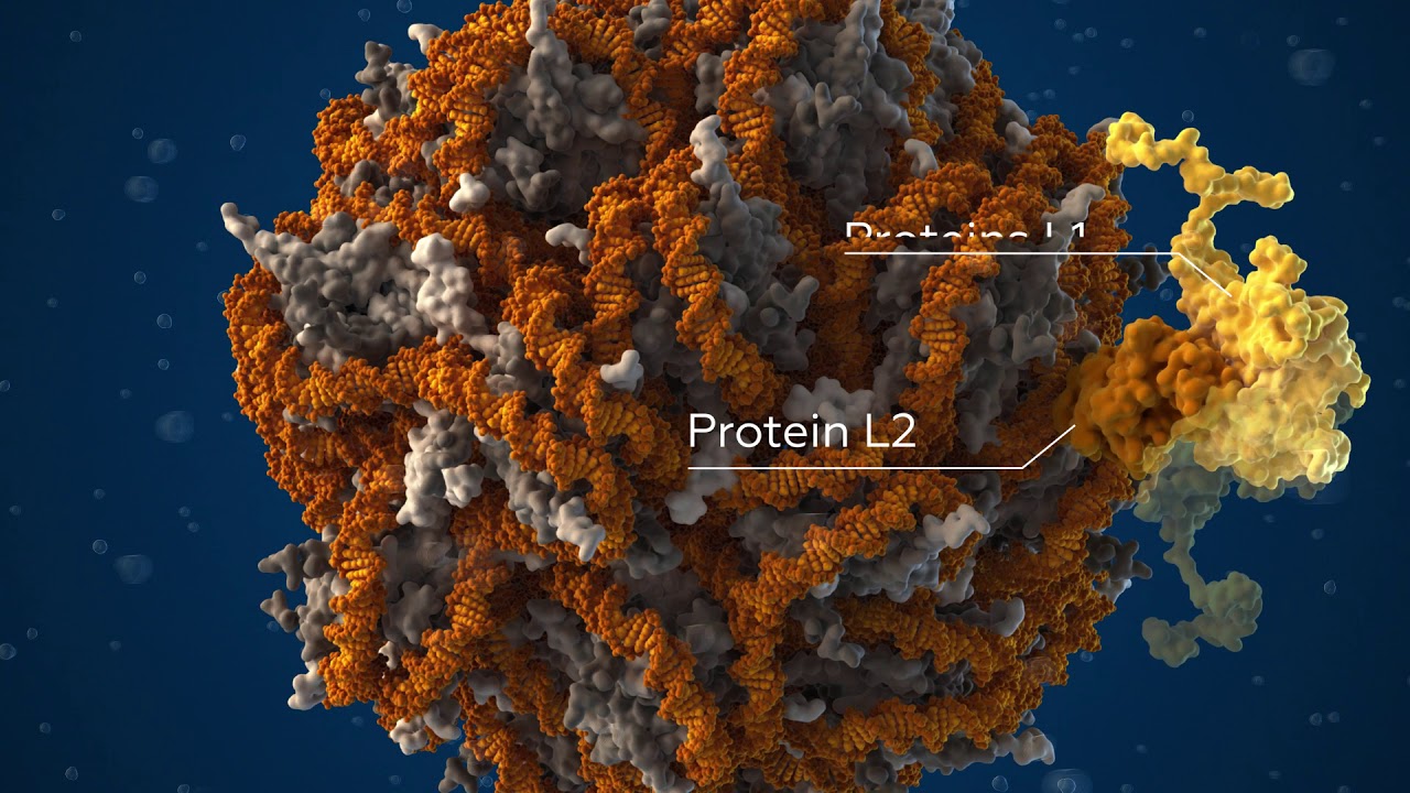 Human Papillomavirus Hpv Scientifically Accurate 3d Model Youtube