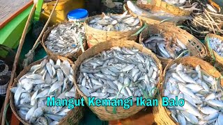 Serunya  Berburu Ikan Di Pasuruan dan Masak Mangut Kemangi Ikan Balo  | ENAH BIKIN ENAK (29/12/23)