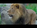 lions explore their new enclosure