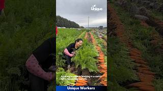 Carrot harvesting with mom - The workers do their job perfectly || #machine #shorts