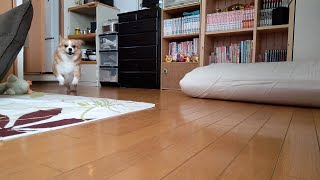 お風呂上がりの攻防【ちょび】【コーギー×ペキニーズ】