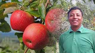 MANIPUR APPLE FARM TURNS TO ORGANIC BASED