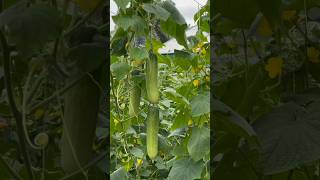 cucumber farming #cucumberfarming #cropfarming #farming