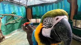 コンゴウインコ