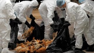 【H5N1】湖南邵陽出現禽流感疫情 已撲殺17,828隻家禽［RAVEN CHANNEL 郭嘉頻道］20200202