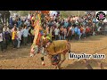 bvk bulls mass performance in kagganur jallikkattu 2021