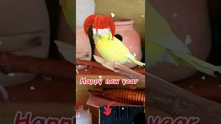 budgie say merry Christmas 🎄⛄😍 😍#مرغ_عشق #budgielove #parakeet #budgie #birds #christmas