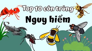 Top 10 Loài Côn Trùng Nguy Hiểm Nhất Thế. Bạn Có Dám Tiếp Xúc Với Chúng?