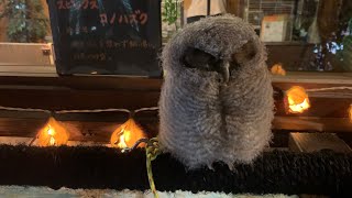 生後1ヶ月のフクロウ赤ちゃんに会えた！「ふくもり」本当はどうなの？