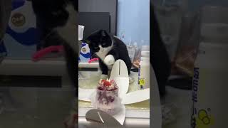 Cat’s embarrassing moment😺🤣#cat #cats #cutecat #catlover #funny #funnycat #kitty #usa