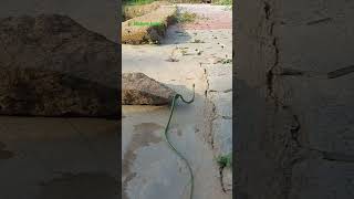 Nature - snake - பச்சை பாம்பு - விவசாயம் -🐍🐍