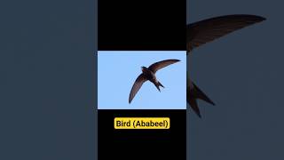 Allah ne ABABIL 🐦 bird ko kyon chuna kaba Shareef ki hifazat ke liye #ababil #birds #shorts
