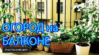 Огород на балконе / сад и огород своими руками