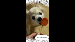 Ｑ：小型犬はペロQ食べれるのでしょうか。#shorts　#Chihuahua