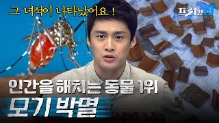 계피 하나면 올 여름은 모기 박멸?! 천연 모기 퇴치제 만드는 방법 | 프리한19