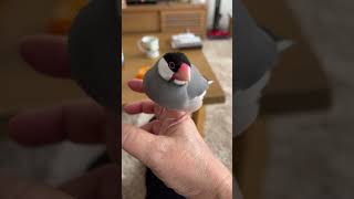 文鳥つぶの”母ちゃん大好き”　Java sparrow Tsubu \