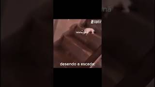 Descendo a escada #fry #shortvideo #gatos #youtube #tube #short #shorts #ahort #shortvideo